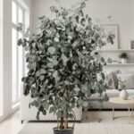 Arbore Populus Premium 1,3 m