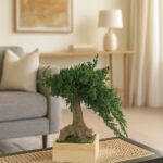 Bonsai Juniperus natural stabilizat – model simplu, 25 cm