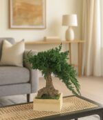 Bonsai Juniperus natural stabilizat – model simplu, 25 cm