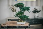 Bonsai Juniperus natural stabilizat – 70 cm