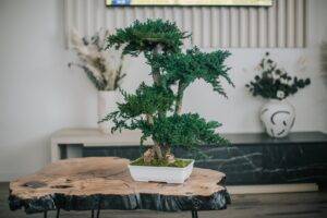 Bonsai Juniperus natural stabilizat – 70 cm