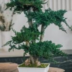 Bonsai Juniperus natural stabilizat – 70 cm