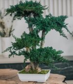 Bonsai Juniperus natural stabilizat – 70 cm