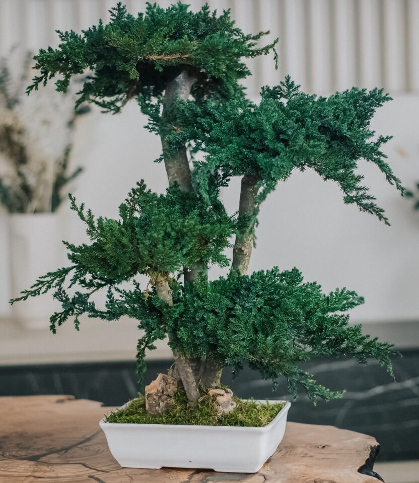 Bonsai Juniperus natural stabilizat – 70 cm Bonsai Juniperus natural stabilizat – 70 cm