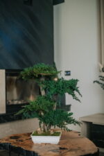 Bonsai Juniperus natural stabilizat – 70 cm