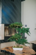 Bonsai Juniperus natural stabilizat – 70 cm