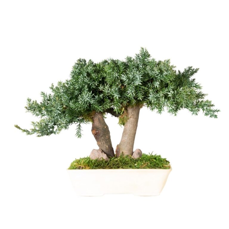 Bonsai Juniperus natural stabilizat – H15 cm