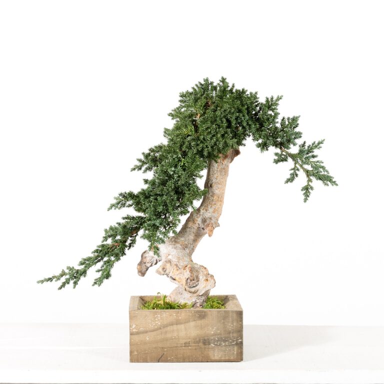 Bonsai Juniperus natural stabilizat – model simplu, 25 cm