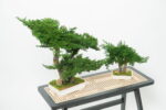 Bonsai natural stabilizat Juniperus Dublu - H25cm