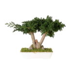 Bonsai natural stabilizat – Juniperus Mini, 25 cm
