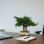 Bonsai natural stabilizat Juniperus 25 cm