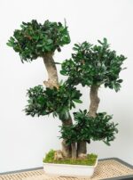 Bonsai Tobira Green stabilizat - 70 cm