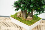 Bonsai Tobira Green stabilizat - 70 cm