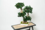 Bonsai Tobira Green stabilizat - 70 cm