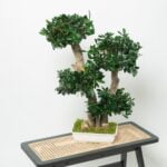 Bonsai Tobira Green stabilizat - 70 cm
