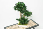 Bonsai Tobira natural stabilizat – 50 cm