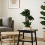 Bonsai Tobira natural stabilizat – 50 cm