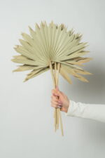 Buchet frunze naturale de palmier, uscate - 50 cm