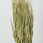 Buchet spice de grâu uscate