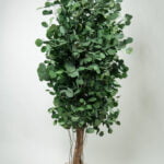 Arbore decorativ stabilizat, pentru interior - Eucalipt Populus, H1,8m