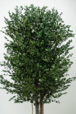 Arbore decorativ de interior - Eucalipt Parvifolia stabilizat, H1,3m