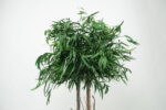 Arbore decorativ de interior – Eucalipt Nicoly cu coronament, H1,3 m