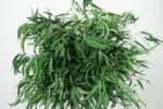 Arbore decorativ de interior – Eucalipt Nicoly cu coronament, H1,3 m