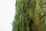 Arbore Columnaris natural stabilizat