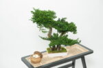 Bonsai natural stabilizat Juniperus - H 50cm