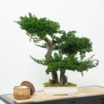 Bonsai stabilizat