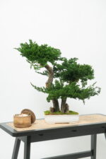 Bonsai natural stabilizat Juniperus - H 50cm