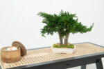 Bonsai natural stabilizat – Juniperus Mini, 25 cm