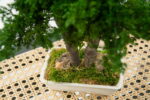 Bonsai natural stabilizat – Juniperus Mini, 25 cm