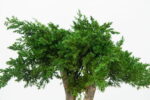 Bonsai natural stabilizat – Juniperus Mini, 25 cm