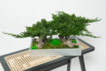 Bonsai natural stabilizat Juniperus Dublu - H25cm