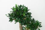 Bonsai Tobira natural stabilizat – 50 cm