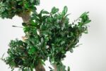 Bonsai Tobira natural stabilizat – 50 cm