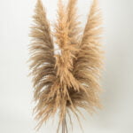 Pampas tip salcie natur – 115 cm