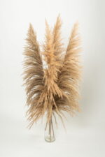 Pampas tip salcie natur – 115 cm