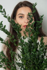 Eucalipt Parvifolia stabilizat