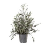 Eucalipt natural stabilizat, în ghiveci – Parvifolia 70 cm
