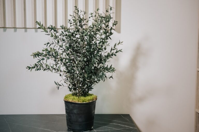 Eucalipt natural stabilizat, în ghiveci – Parvifolia 70 cm