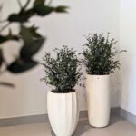 Eucalipt Parvifolia la ghiveci 70 cm