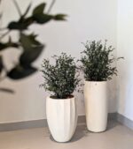 Eucalipt Parvifolia la ghiveci 70 cm