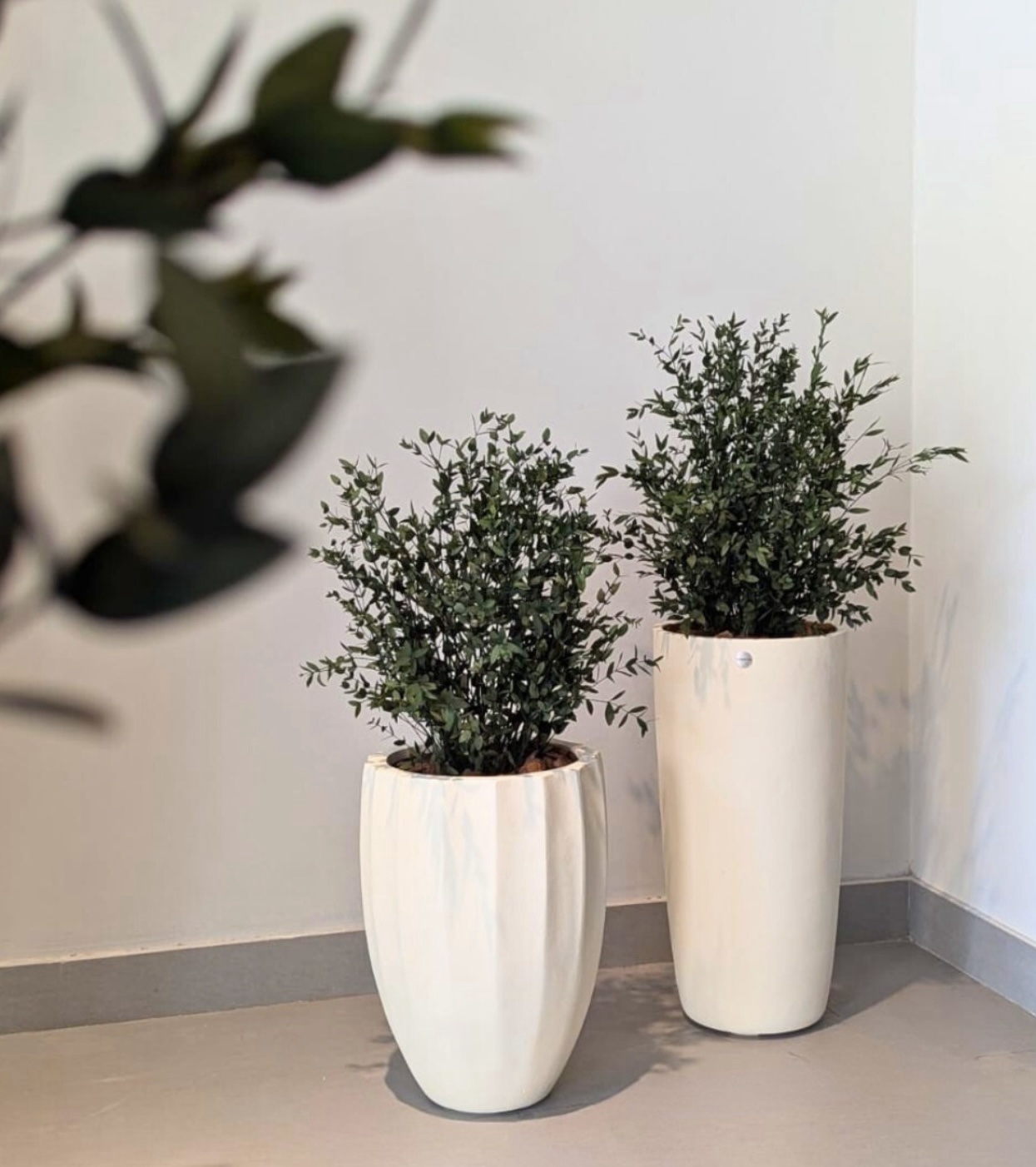 Eucalipt Parvifolia la ghiveci 70 cm Eucalipt Parvifolia la ghiveci 70 cm