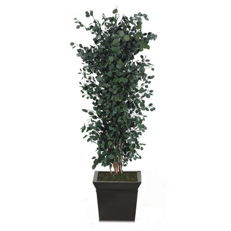 Arbore decorativ stabilizat, pentru interior - Eucalipt Populus, H1,8m