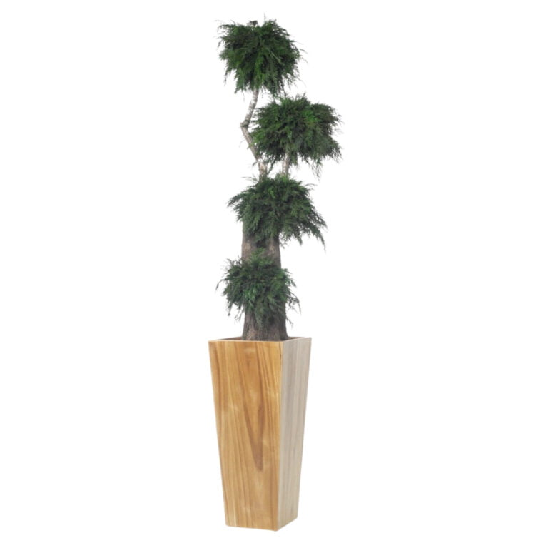 Tuia Naturală Stabilizată cu 4 Sfere – Arbore Ornamental de Interior (1,8 m)