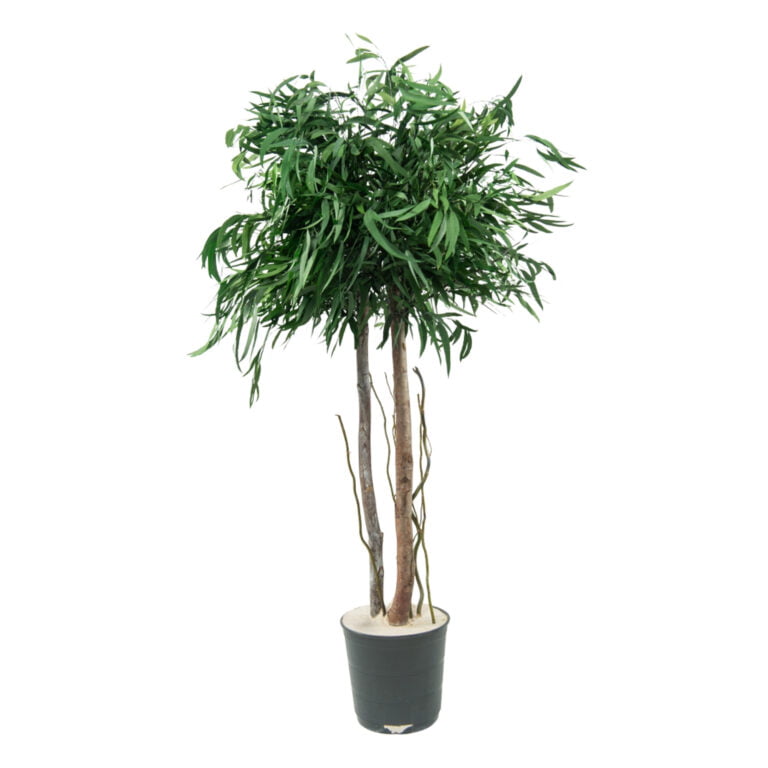 Arbore decorativ de interior – Eucalipt Nicoly cu coronament, H1,3 m