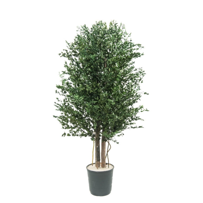 Arbore decorativ de interior - Eucalipt Parvifolia stabilizat, H1,3m