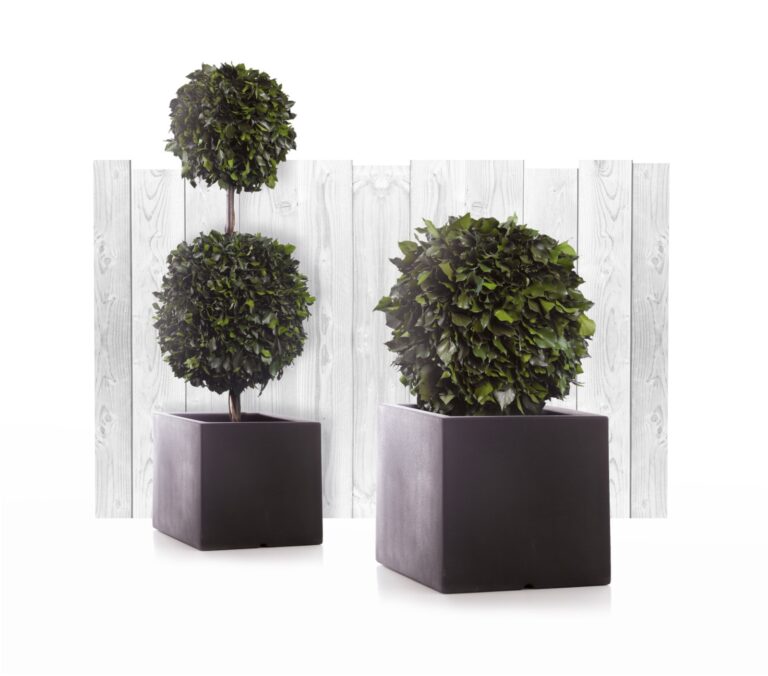 Iederă naturală stabilizată, în ghiveci